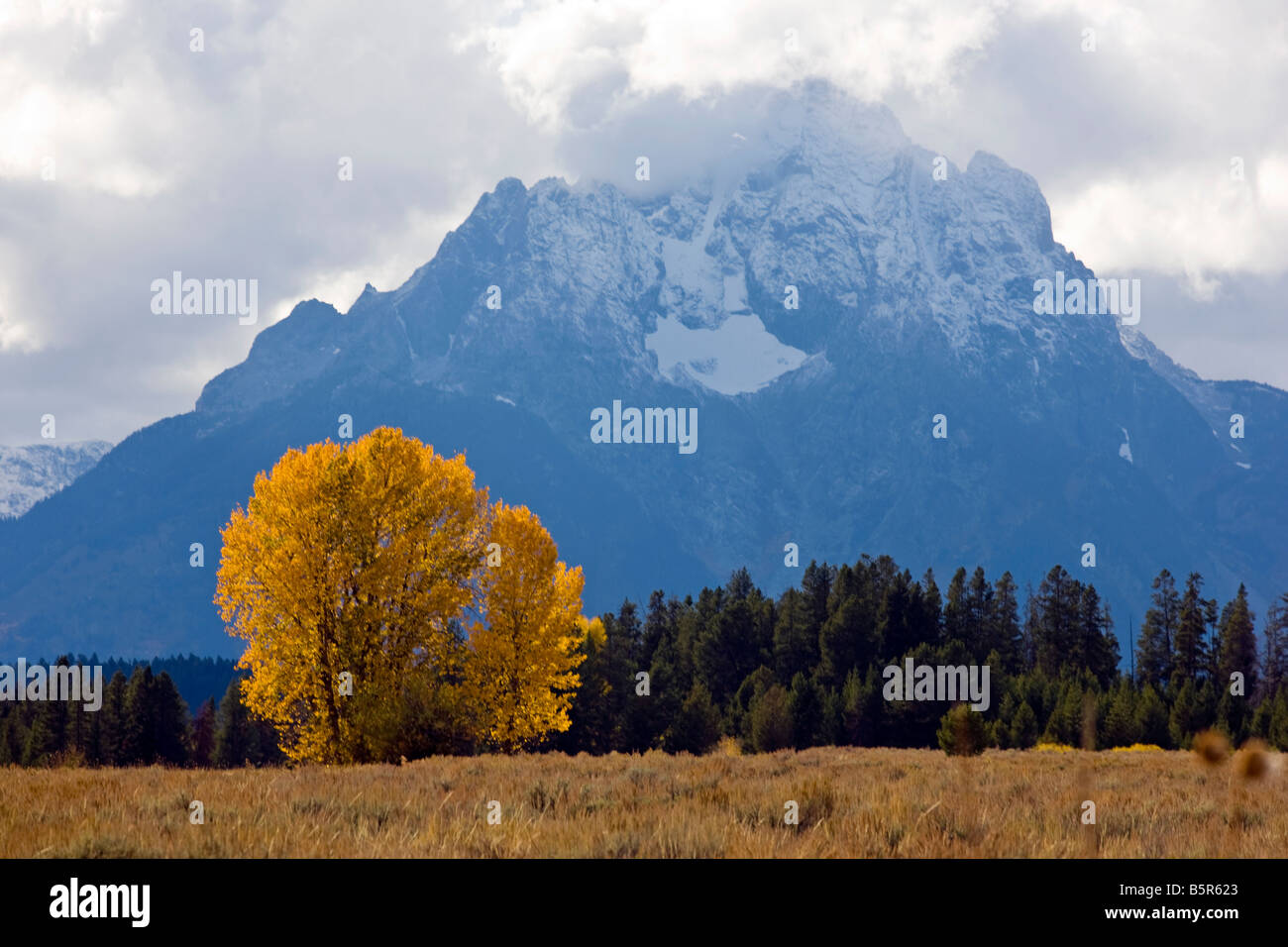 Cotonwood trees in autumn color, Oxbow Bend, Grand Teton National Park, Wyoming, USA Stock Photo
