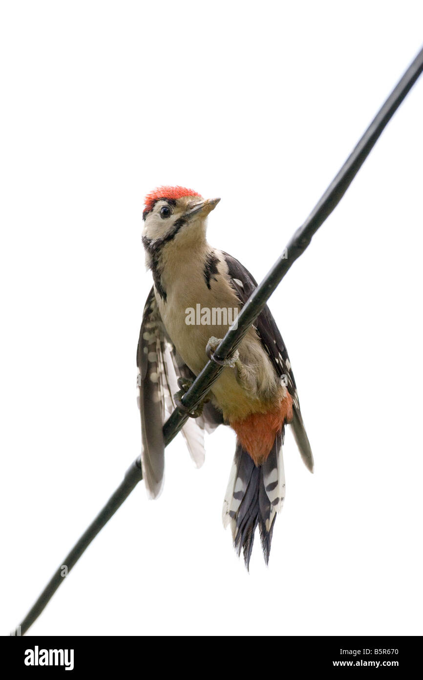 Dendrocopus major - Immature greater spotted woodpecker balancing on wire Stock Photo