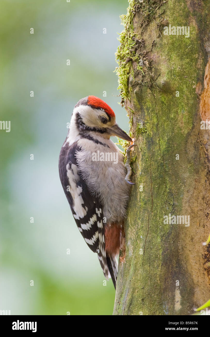 Dendrocopus major- Immature greater spotted woodpecker feeding at garden feeding station in UK Stock Photo