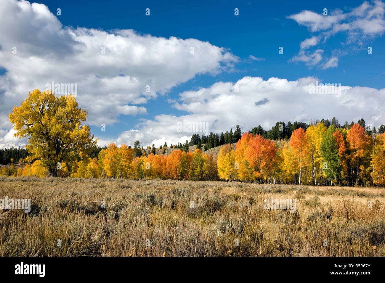 Aspen trees in autumn color, Oxbow Bend, Grand Teton National Park, Wyoming, USA Stock Photo