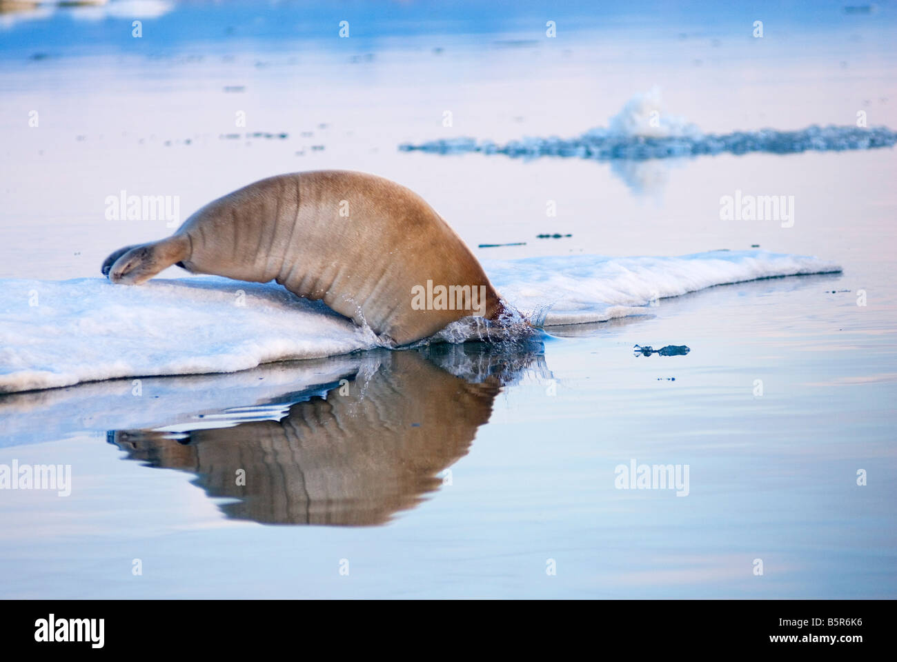 Bearded Seal Erignathus Barbatus Adult Resting On An Ice Floe Stock ...