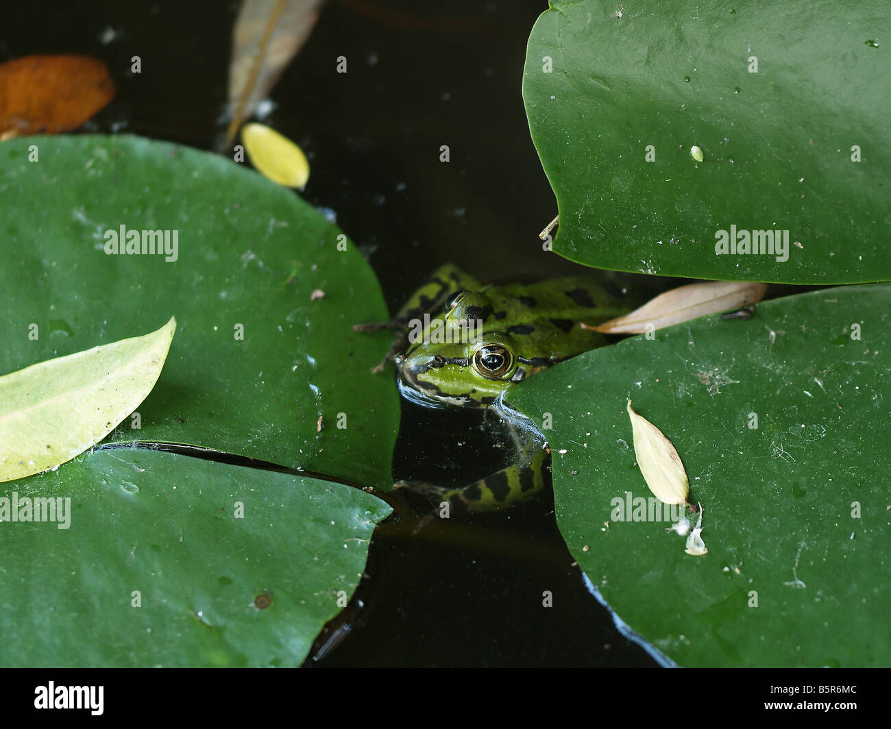 Edible Frog - Rana esculenta surrounded by Nymphaeas Stock Photo