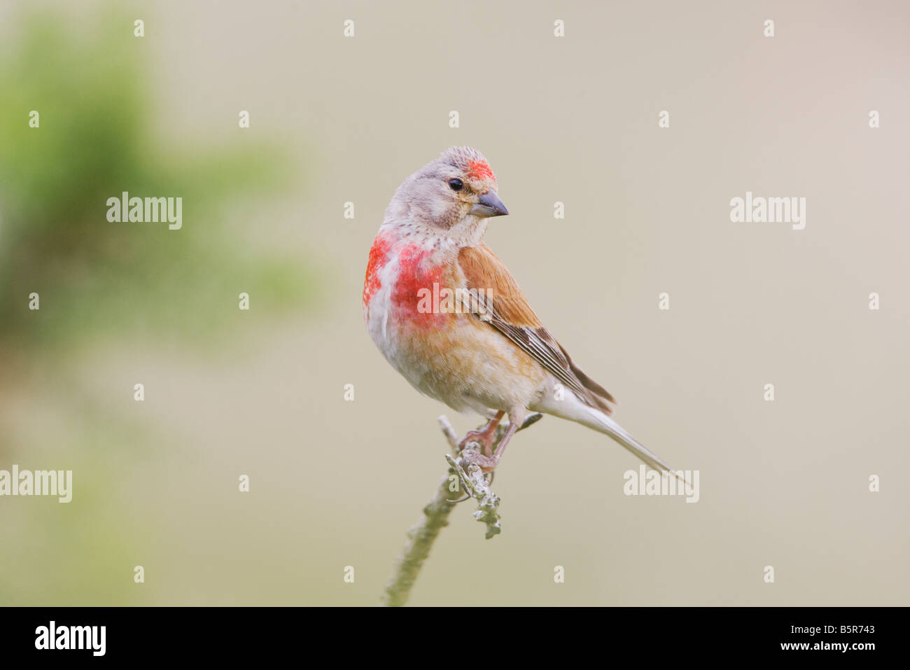 Acanthis cannabina linnet in Wales UK Stock Photo