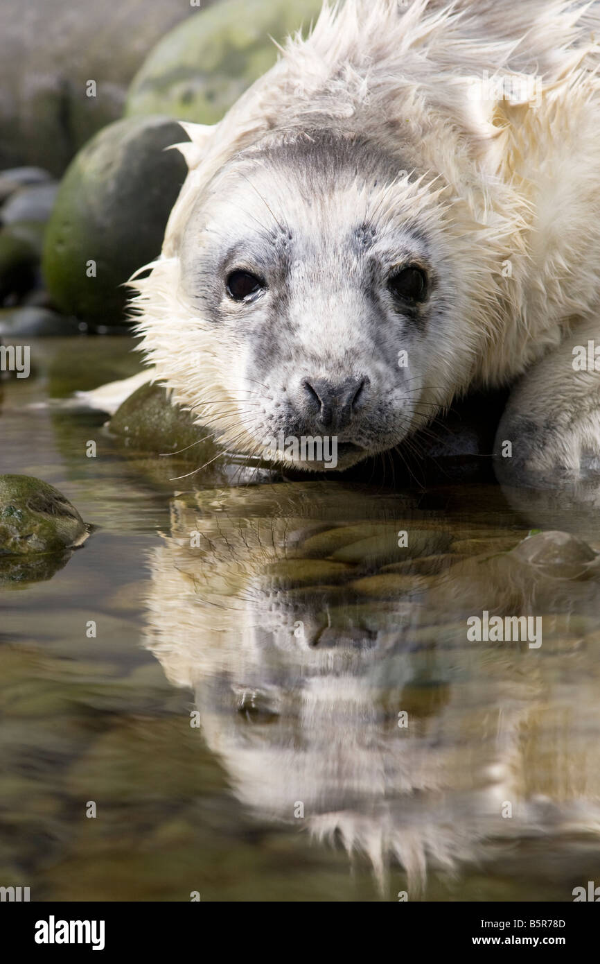 Halichoerus grypus - grey seal pup in rock pool on beach in Pembrokeshire Stock Photo