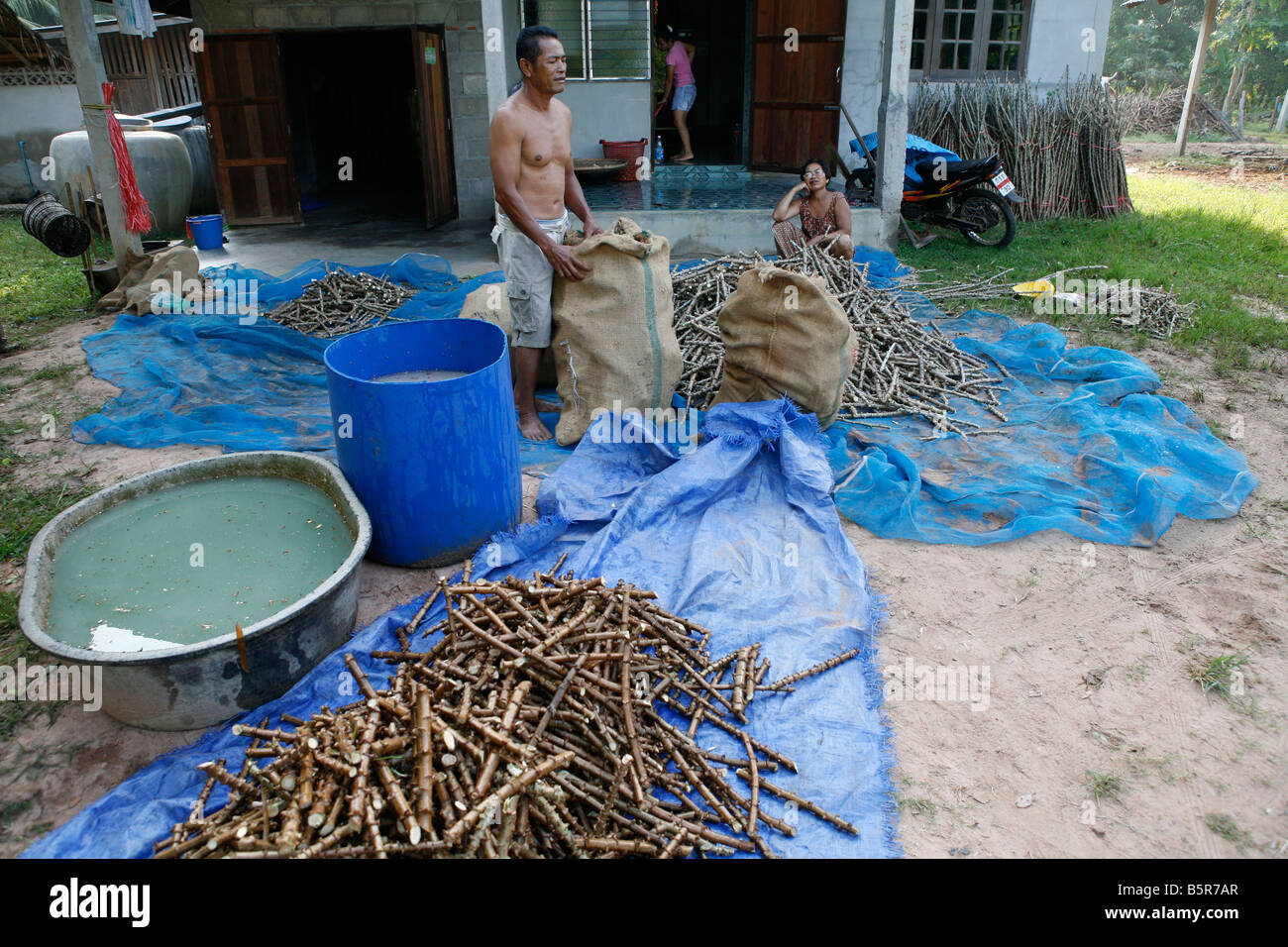 Stems of cassava are soaked in fertilizer before planting in Buriram