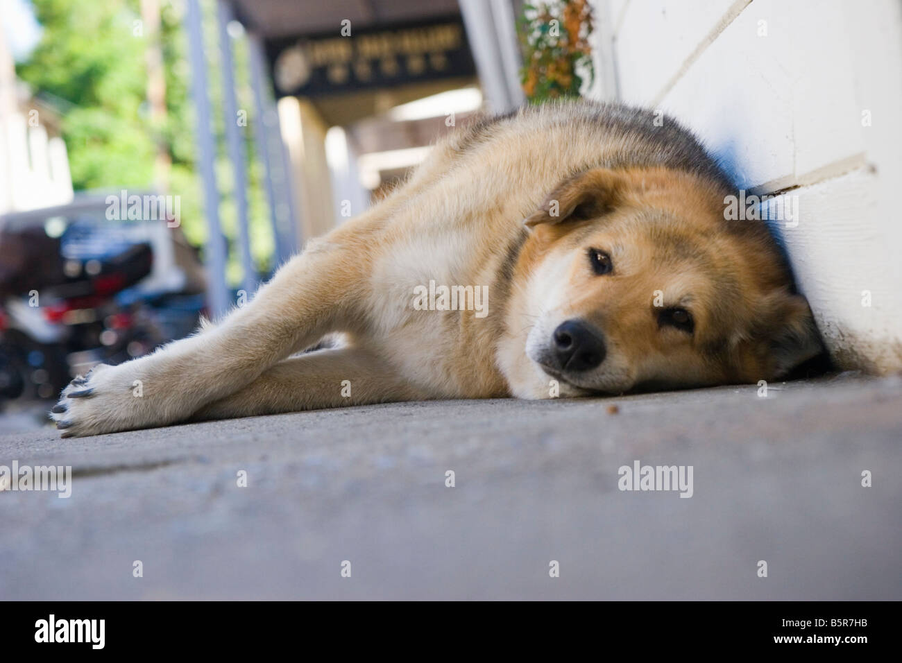 Dog laying on sidewalk selective focus Stock Photo Alamy