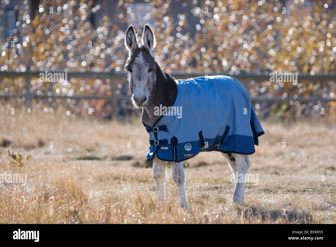 Young donkey in a winter blanket in a field with sparkling fall trees