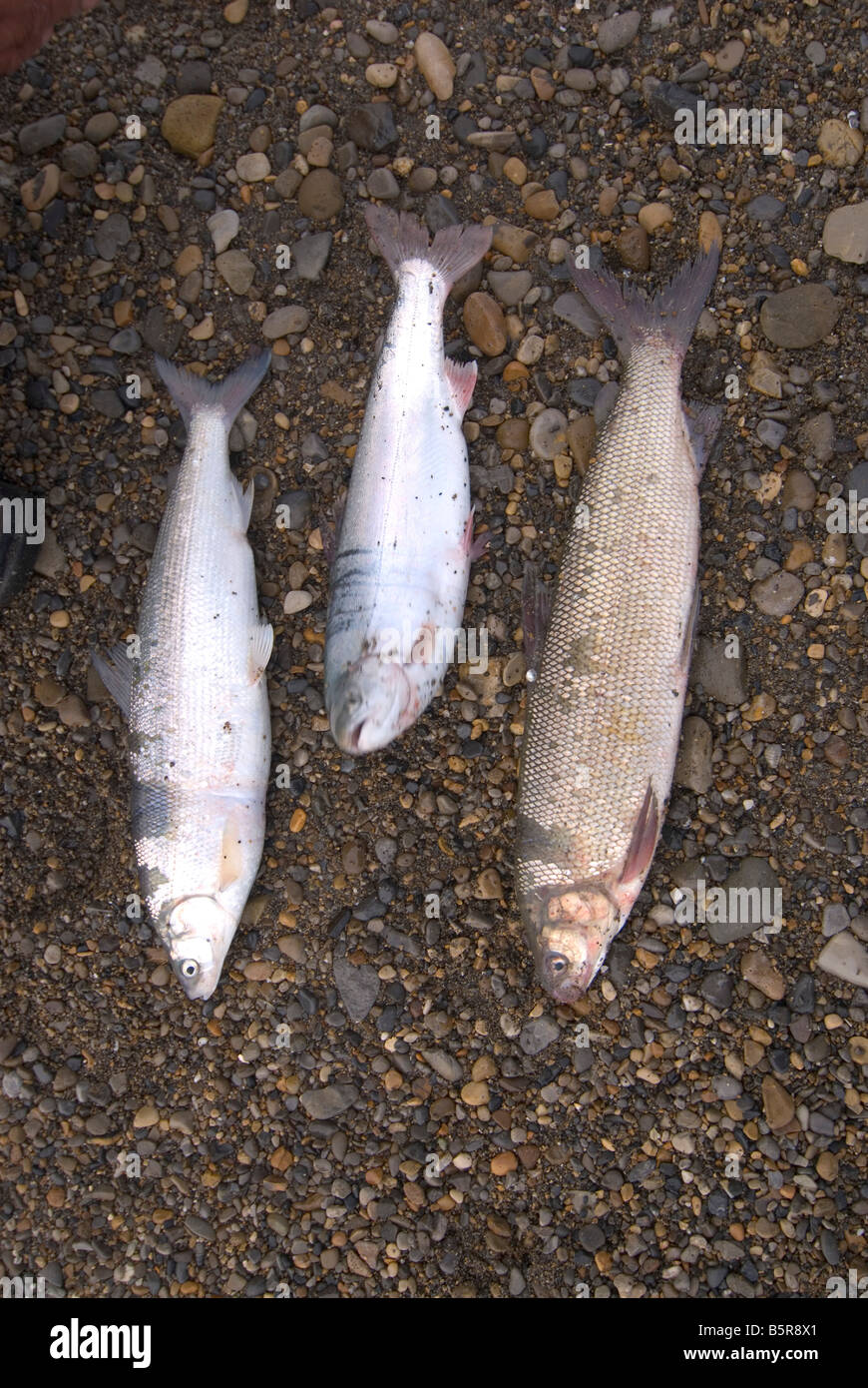 https://c8.alamy.com/comp/B5R8X1/arctic-char-cisco-broad-whitefish-fish-B5R8X1.jpg
