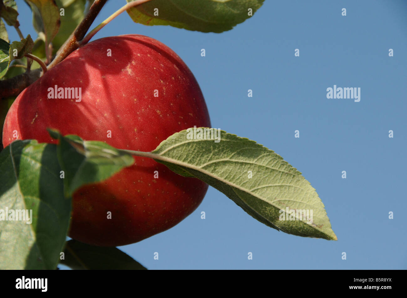 Red Apple and blue sky Stock Photo Alamy