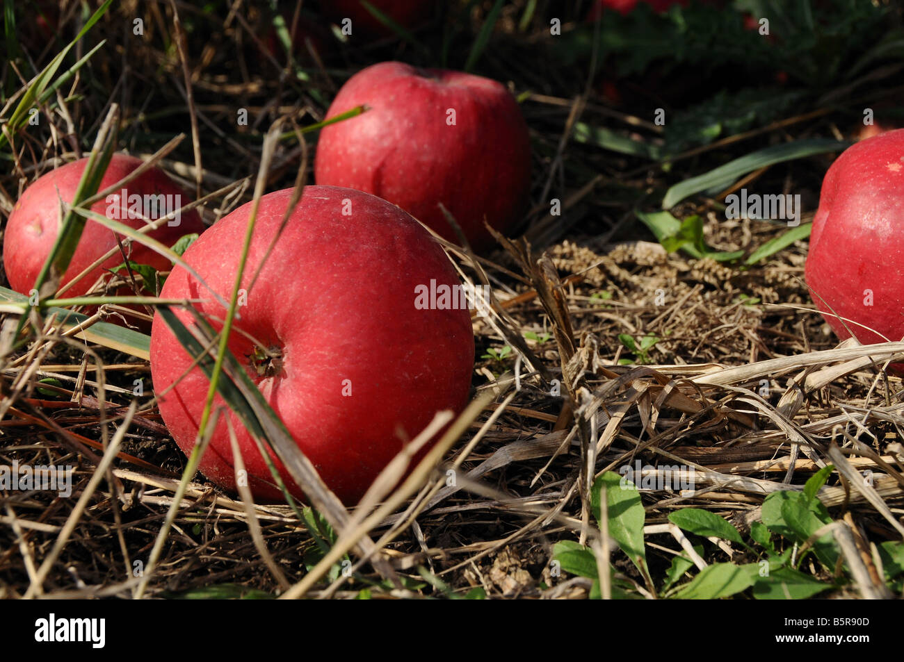 Apples On The Ground High Resolution Stock Photography and Images Alamy