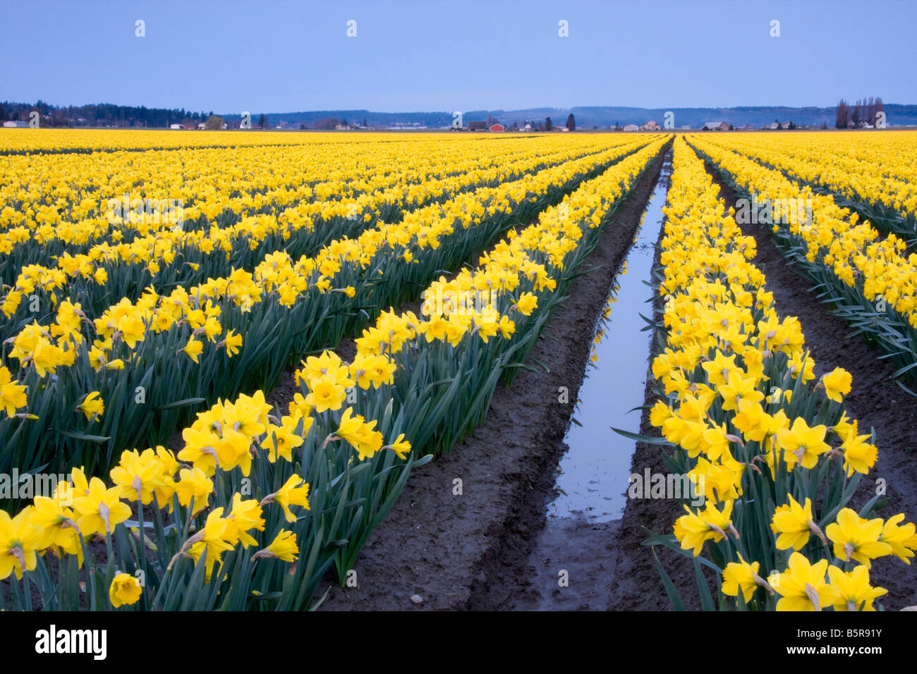 A field of daffodils in bloom Mount Vernon Washington Stock Photo Alamy