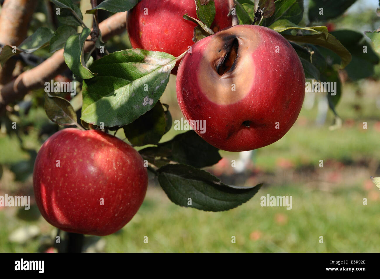 Good and bad apples Stock Photo Alamy
