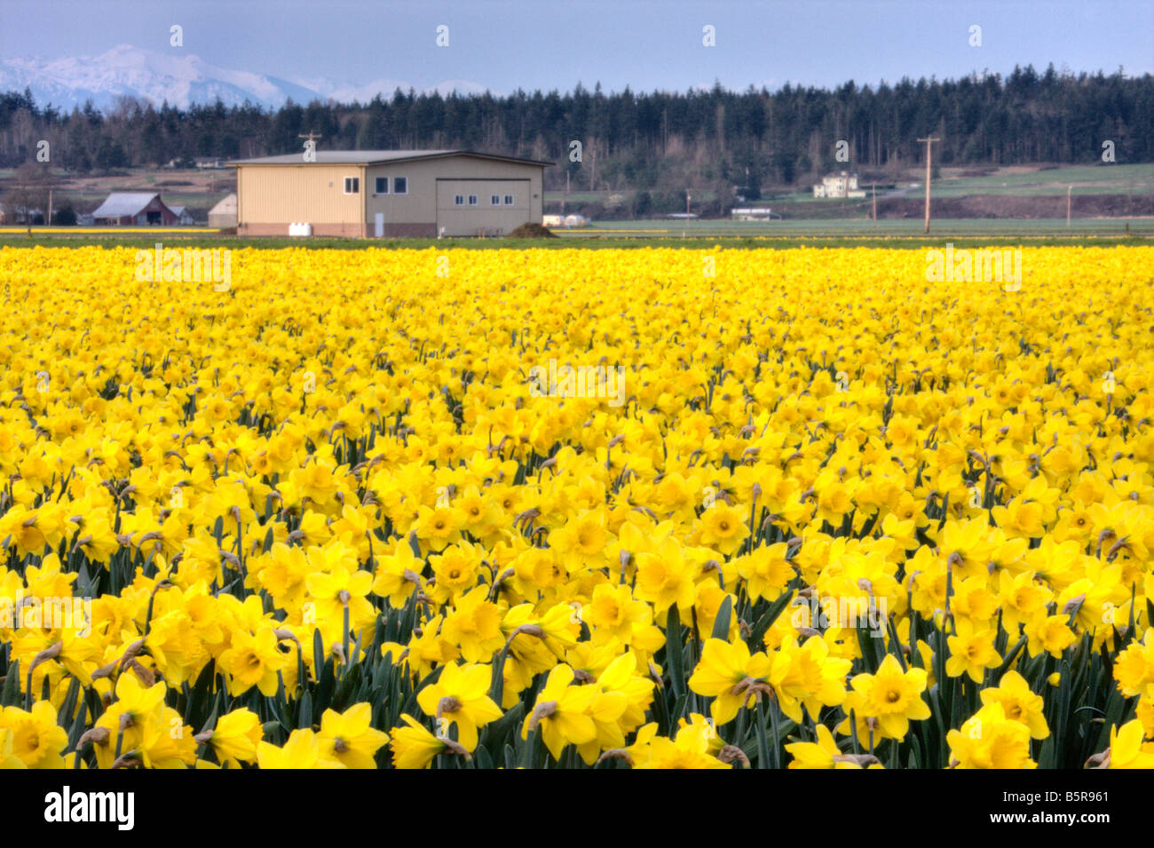A field of daffodils in Mount Vernon Washington Stock Photo Alamy