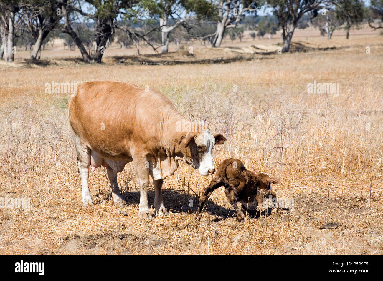 A female cow with her newborn calf The mother is watching as the calf attempts to stand for the first time Stock Photo