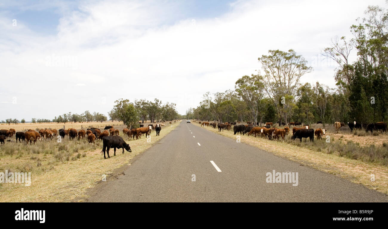 cattle grazing on the side of the road outback Australia Stock Photo ...