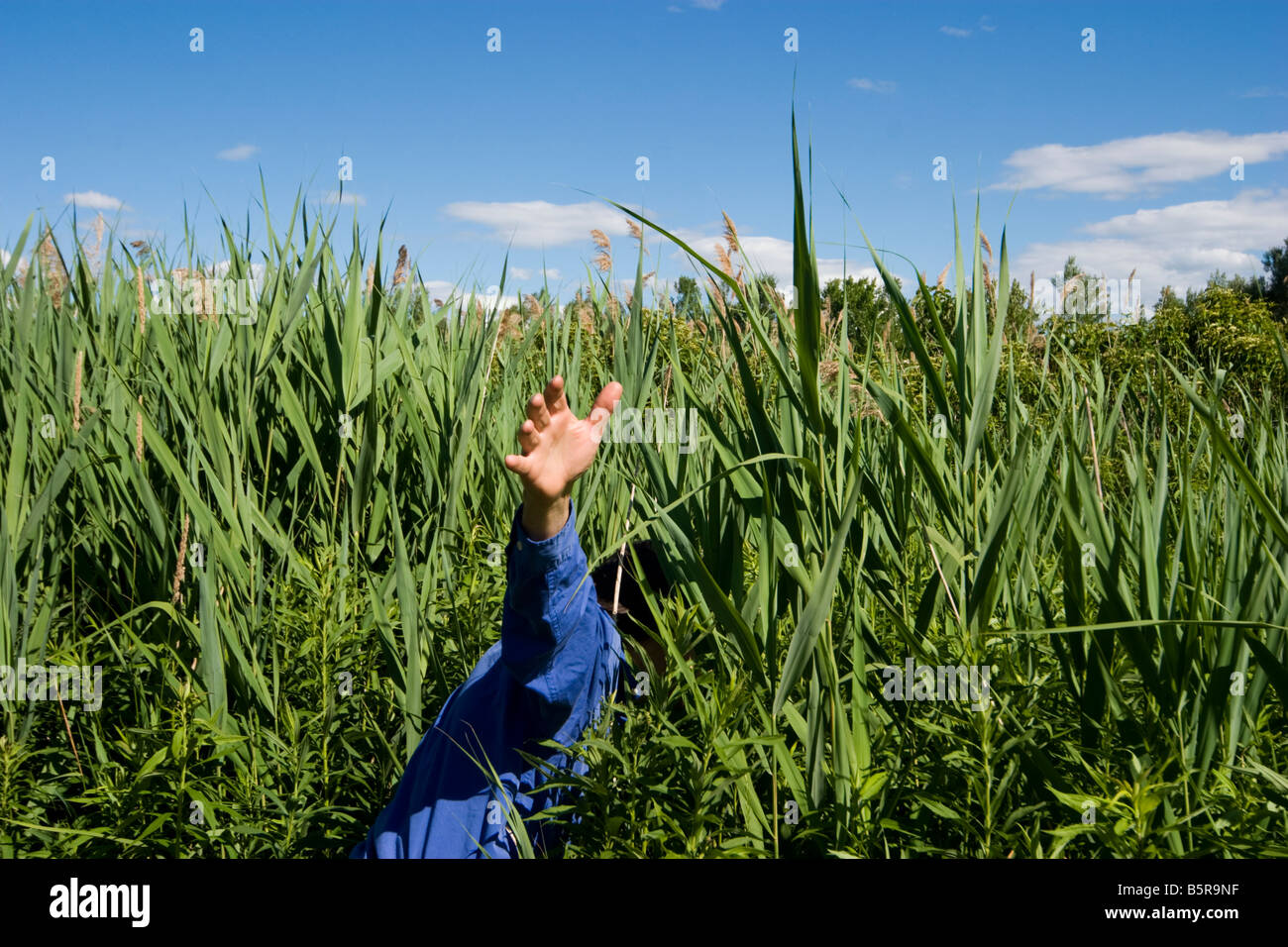 Man walking into a field of very tall grass MODEL RELEASED Stock Photo