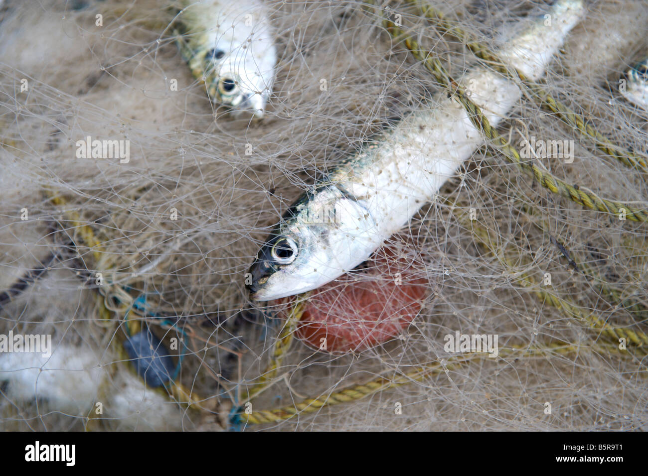 Sardine fishing hi-res stock photography and images - Alamy