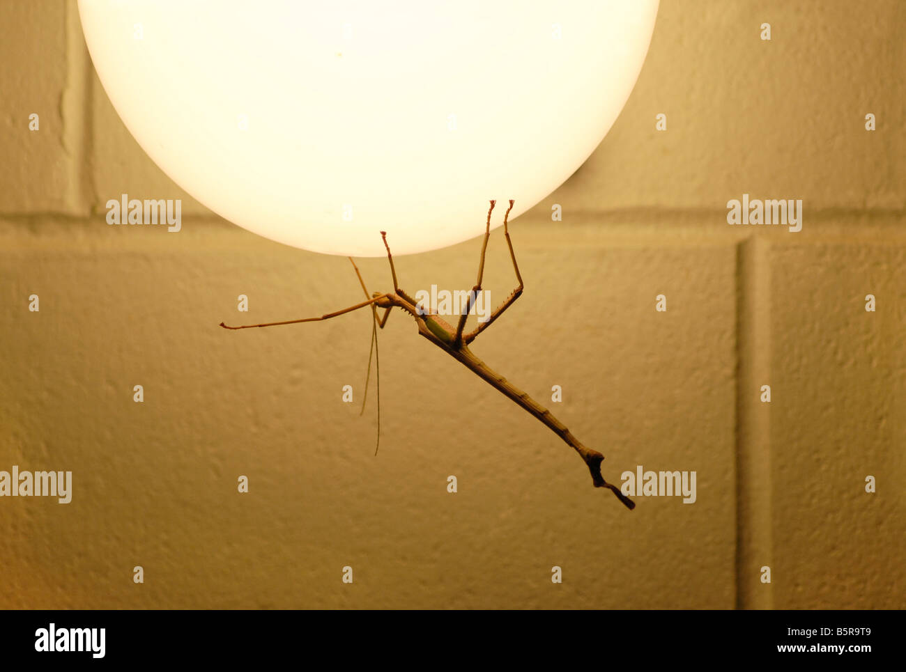 A stick insect on an illuminated glass dome. Australia Stock Photo