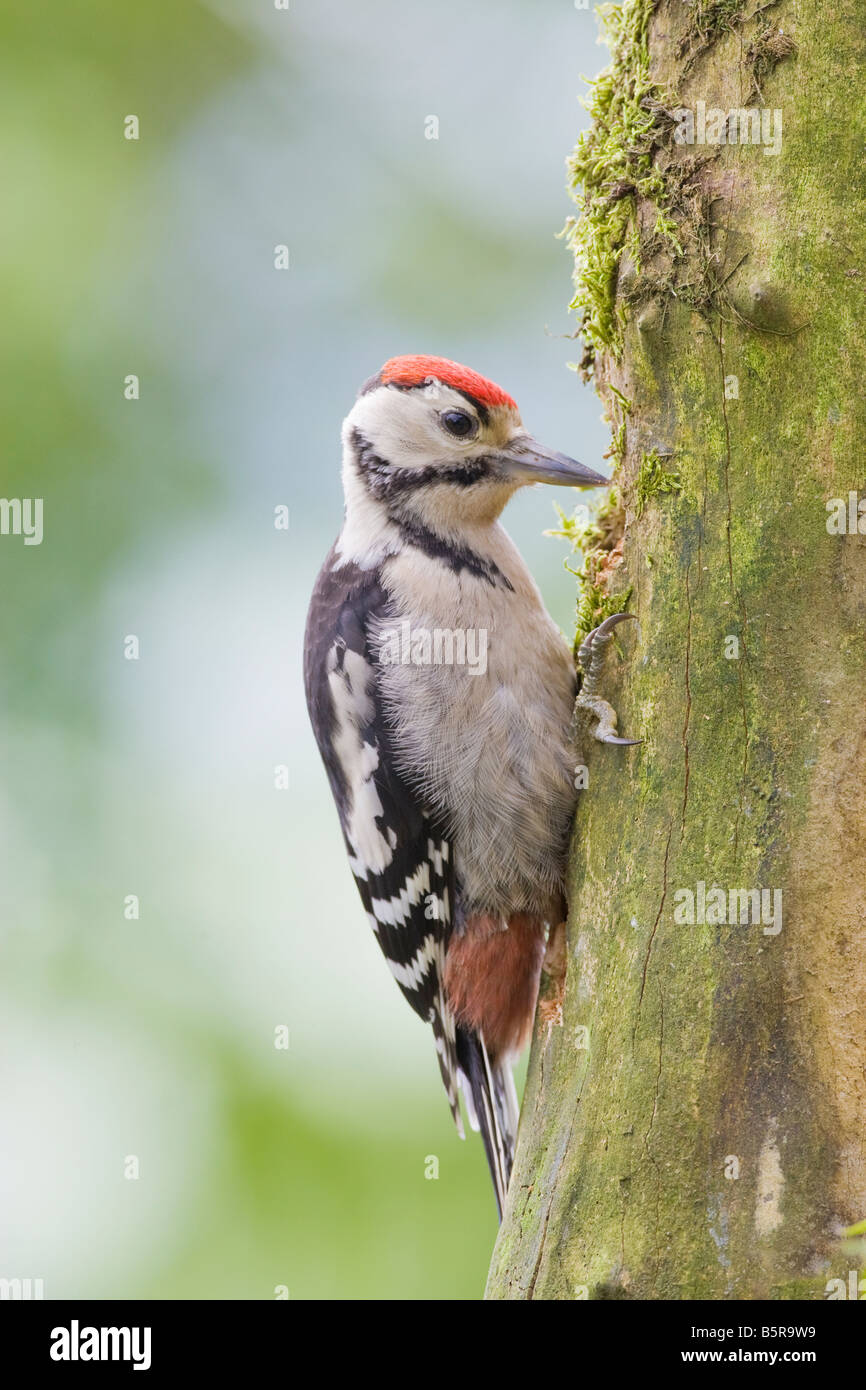 Dendrocopus major - Immature greater spotted woodpecker feeding at garden feeding station in UK Stock Photo