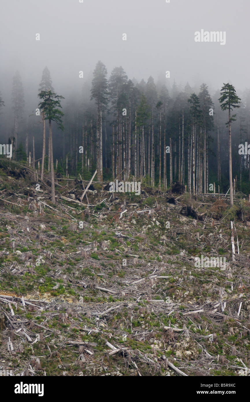Logging clear cuts Stock Photo - Alamy