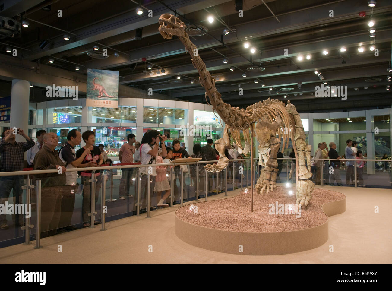 'The Lufengosaurus at the Hong Kong Museum of History in Kowloon Hong Kong' Stock Photo