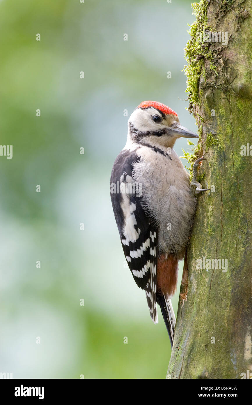 Dendrocopus major - Immature greater spotted woodpecker feeding at garden feeding station in UK Stock Photo