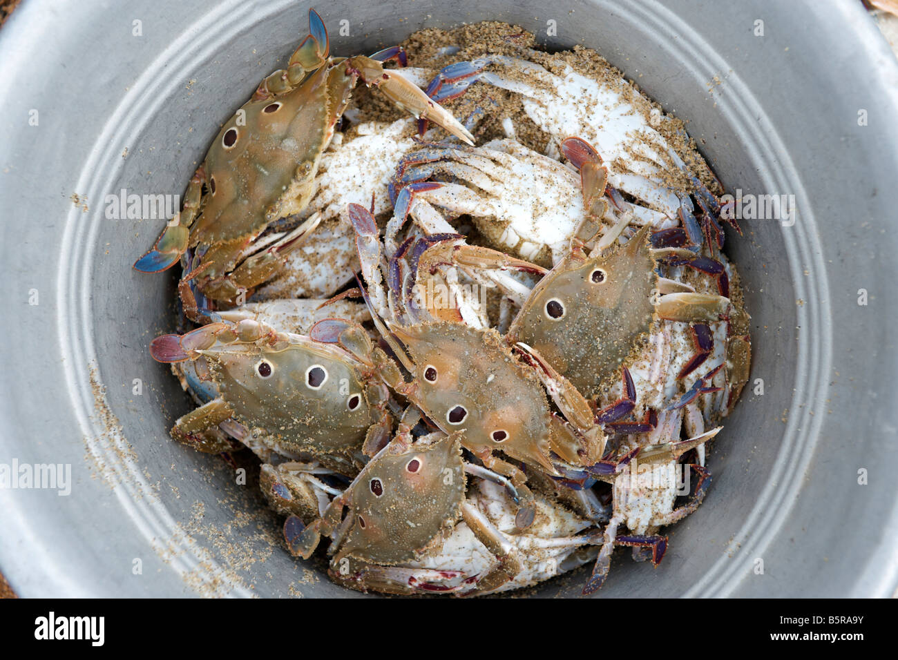 Fresh crabs in a bucket in India Stock Photo Alamy