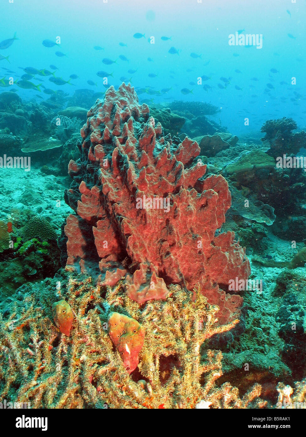 Red stony coral on tropical reef (Lankayan Island Dive Resort) with fish shoal in background Stock Photo