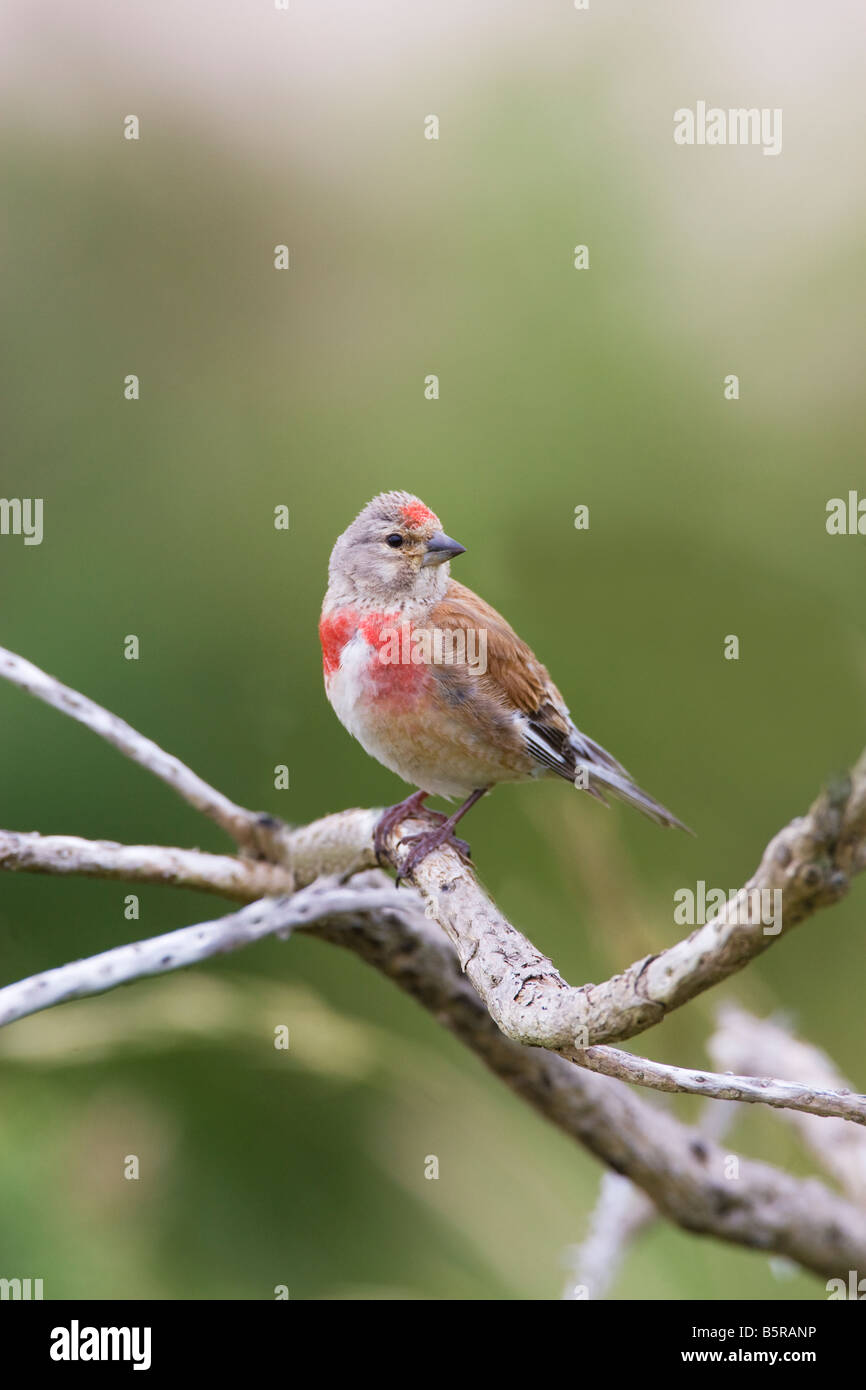 Acanthis cannabina linnet in Wales UK Stock Photo