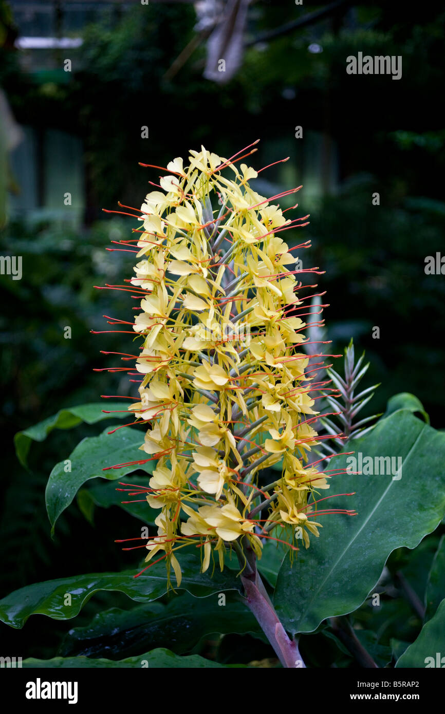 Kalihi Ginger, Hedychium gardnerianum, Ginger lily Stock Photo