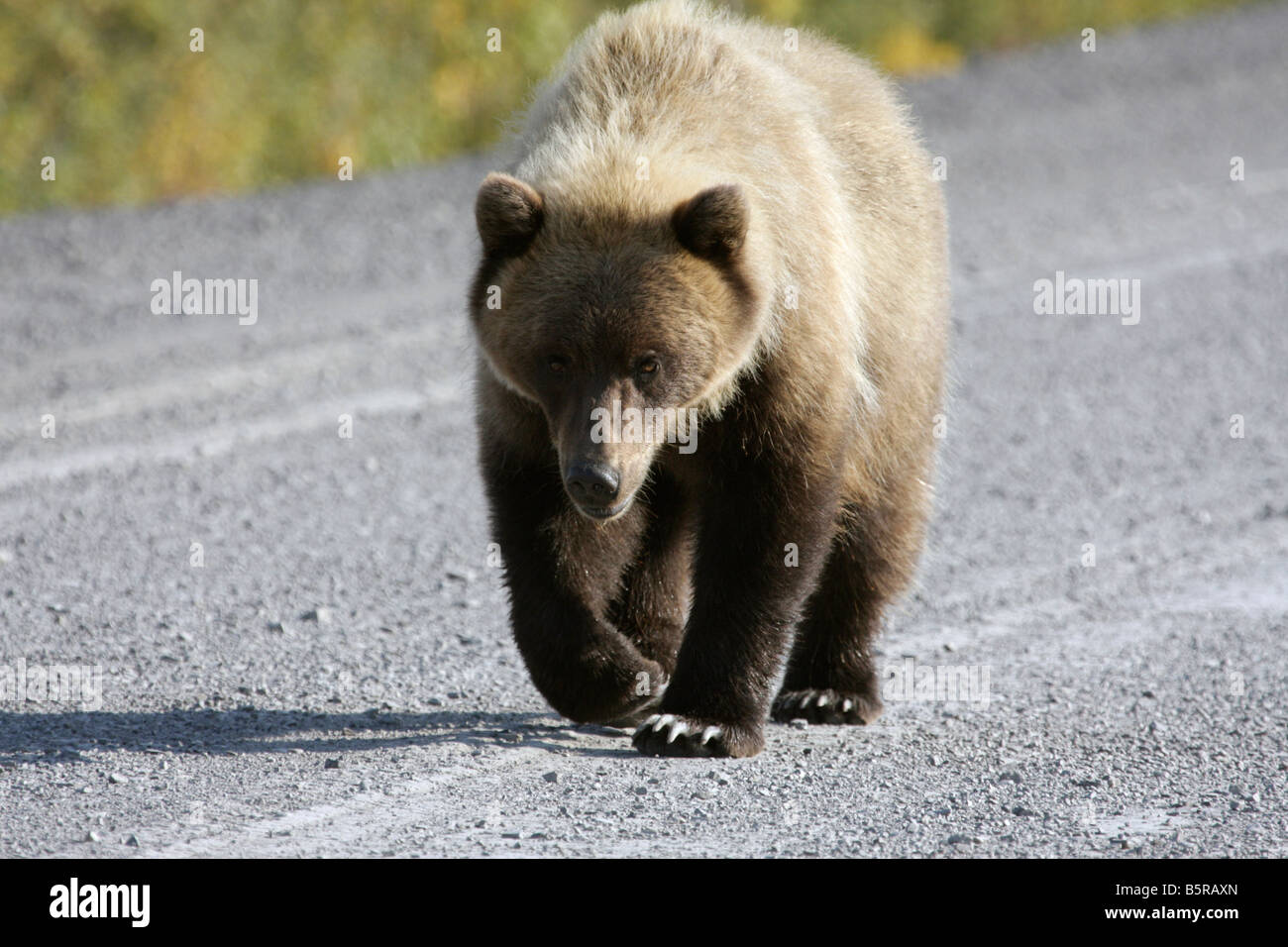 Grizzly Bear walking along Gravel Road Stock Photo - Alamy