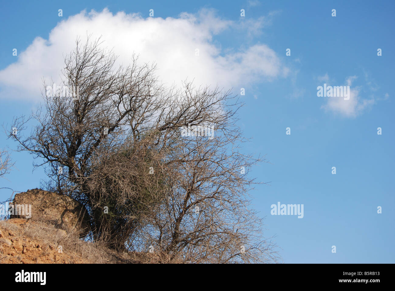 A tree growing in harsh arid conditions Stock Photo Alamy