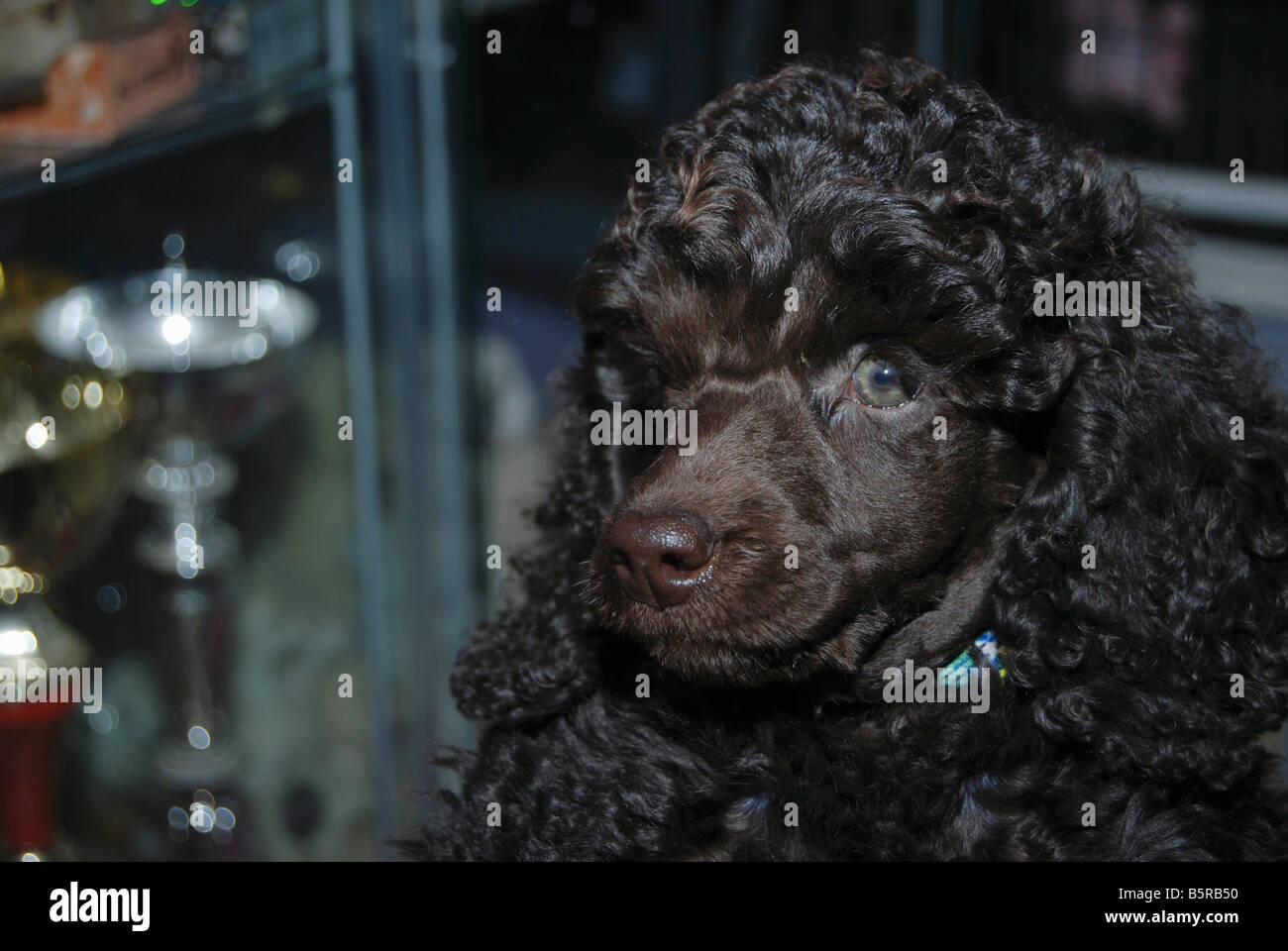 Black Miniature Poodle property release available Stock Photo