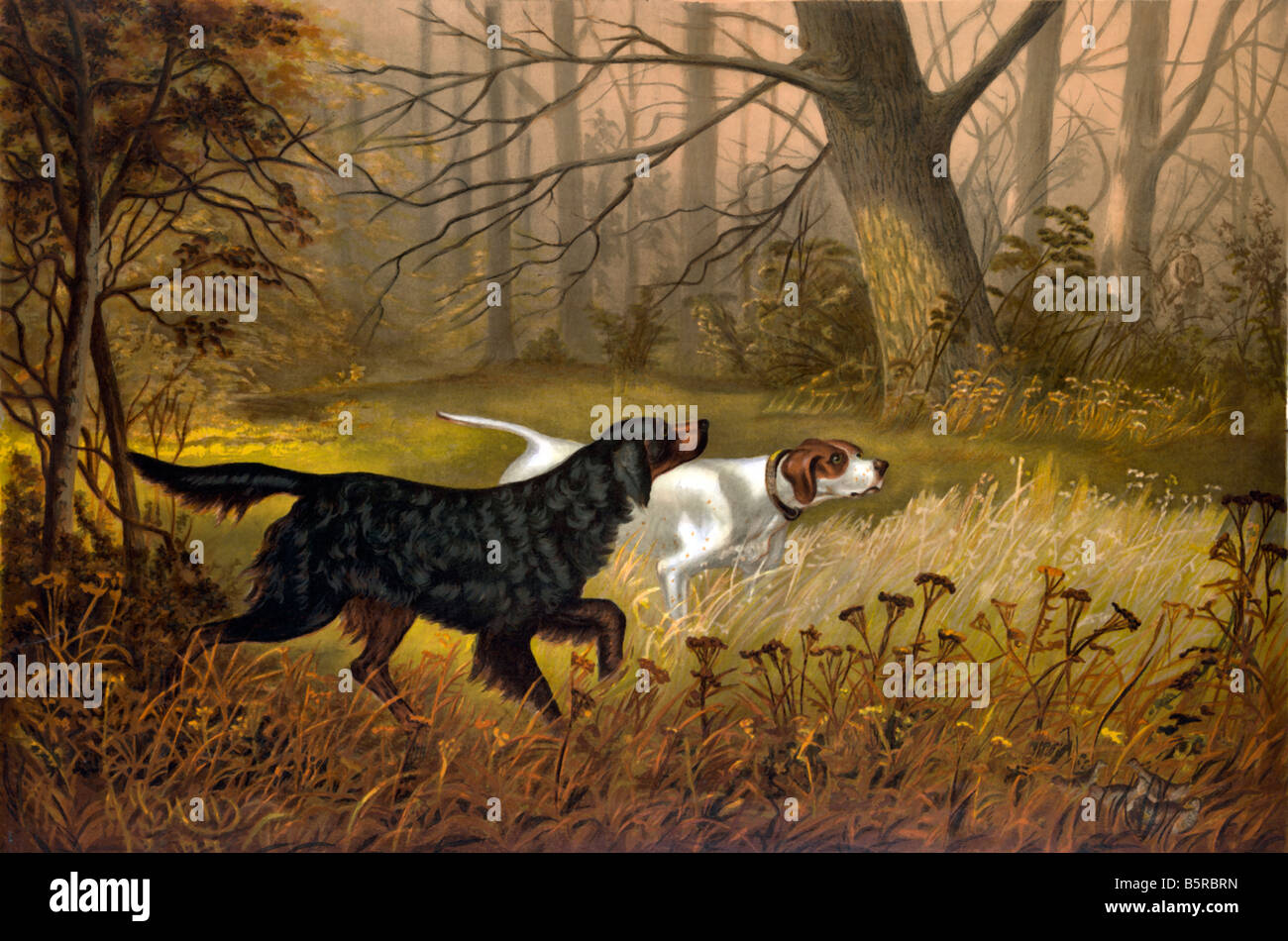 Hunting scene with Pointer dogs. Stock Photo