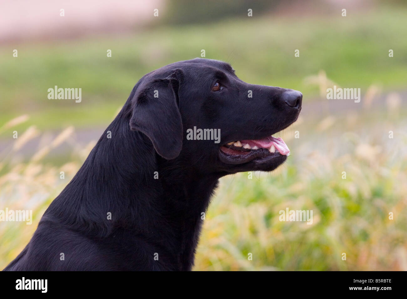 What Is A Blockhead Labrador