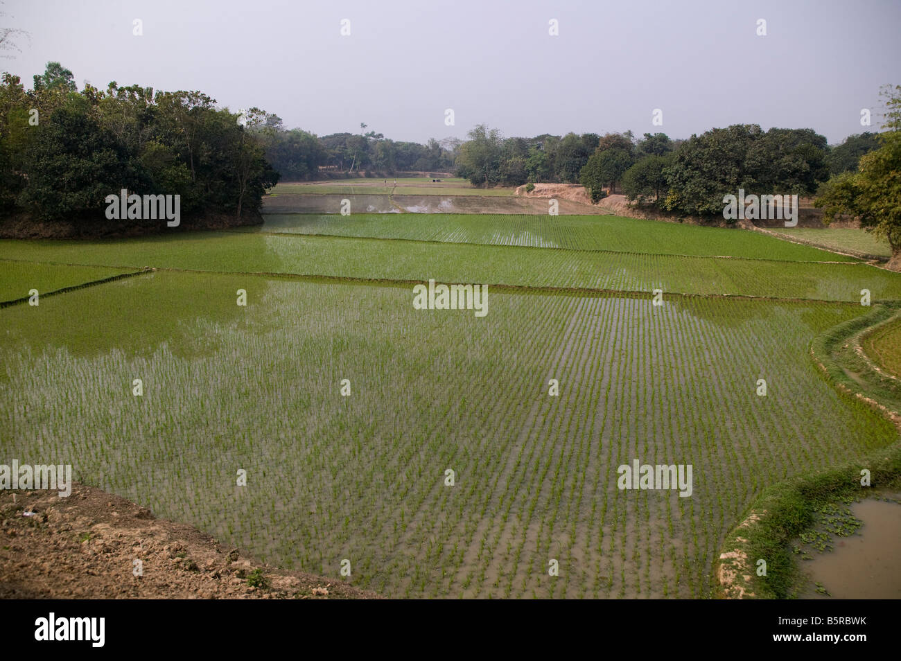 Rice field Bangladesh Stock Photo - Alamy