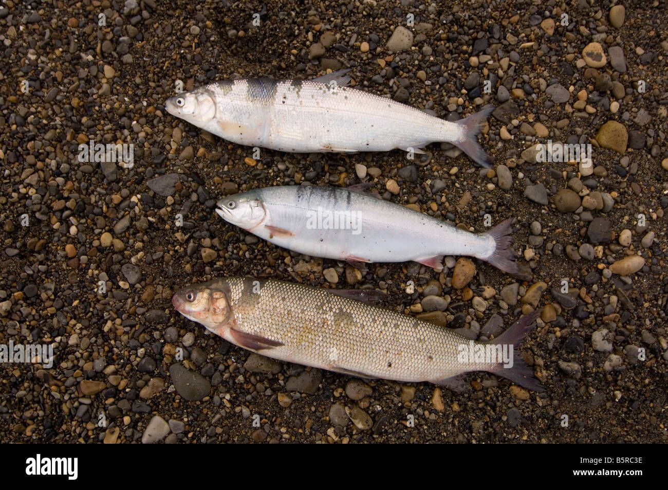 arctic char cisco broad whitefish fish Stock Photo - Alamy