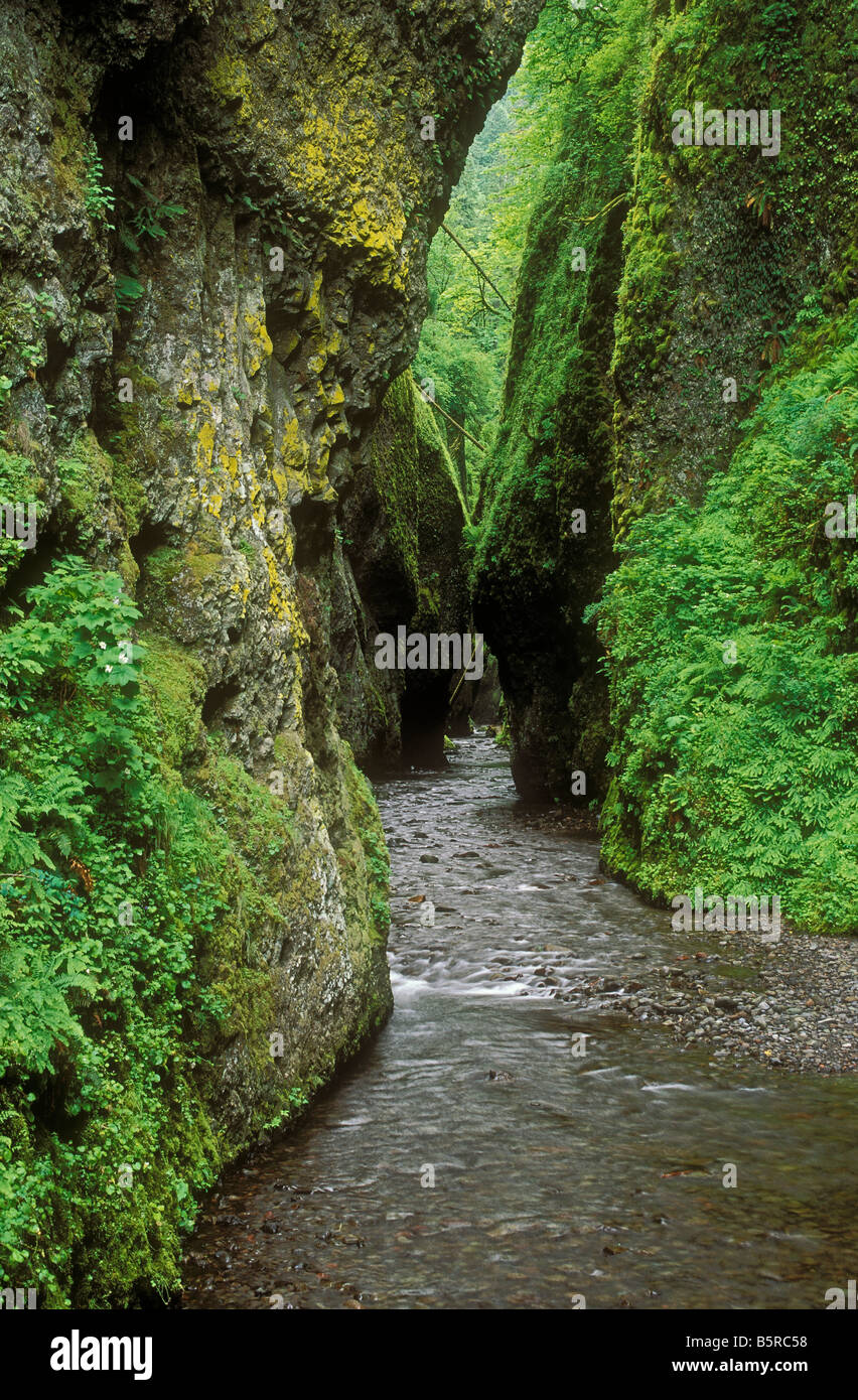 Oneonta Gorge a botanical preserve in the Columbia River Gorge National Scenic Area Oregon Stock Photo