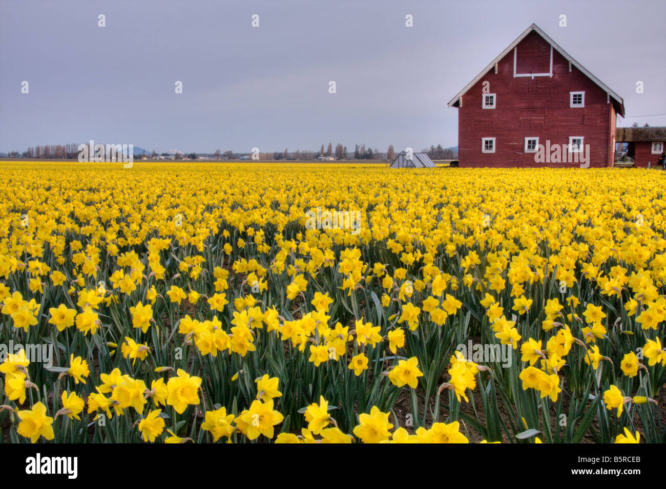 A Field Of Daffodils Next To A Red Barn Mount Vernon Washington