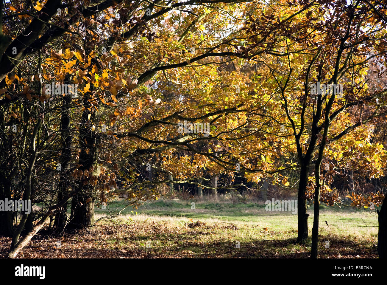 Canopy of autumn leaves hi-res stock photography and images - Alamy