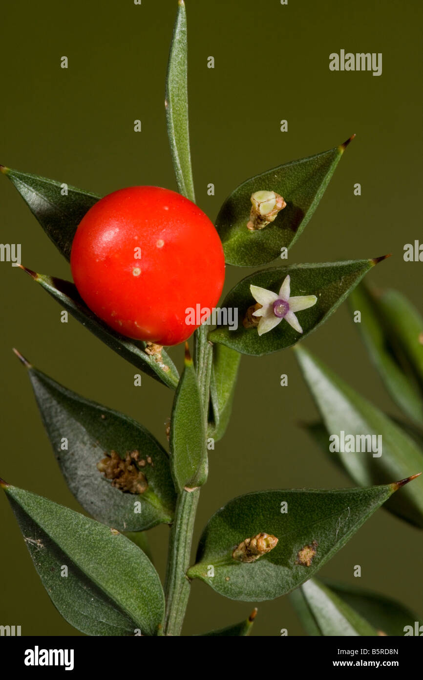 Butcher s Broom Ruscus aculeatus in flower and fruit autumn New Forest Hants Stock Photo