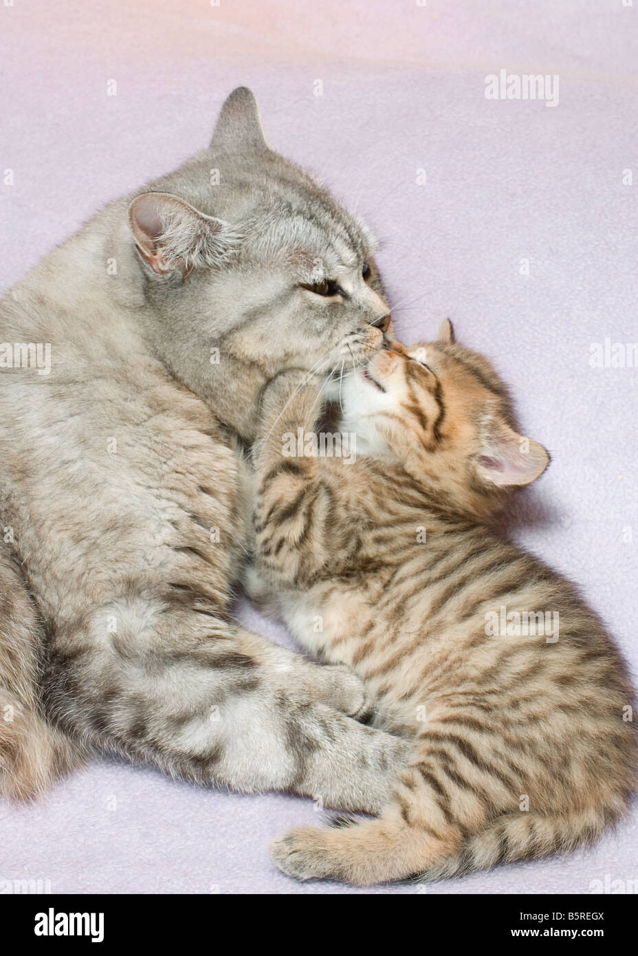British Shorthair - smooching with kitten five weeks - cut out Stock Photo