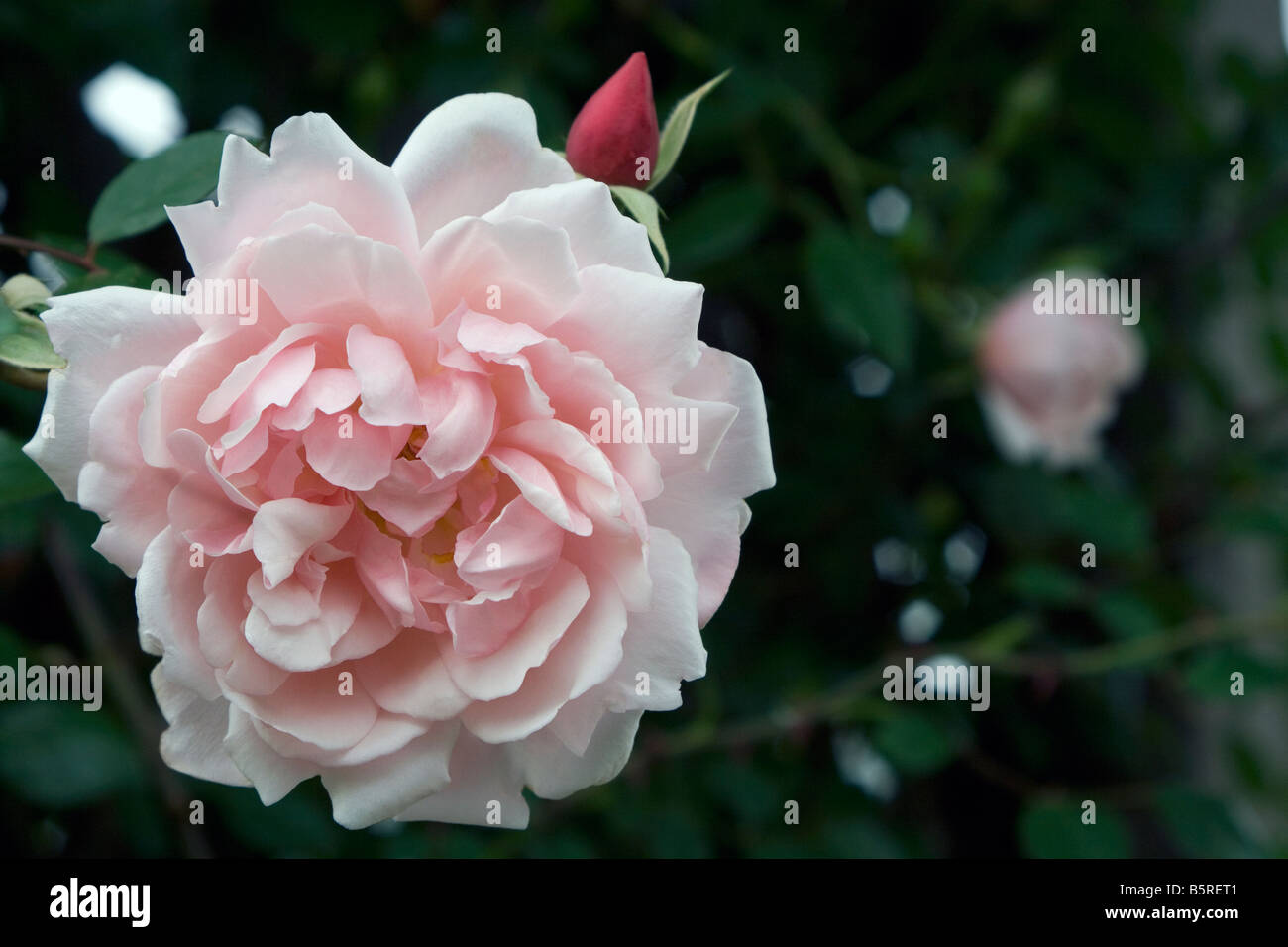 Pink climbing rose hi-res stock photography and images - Alamy