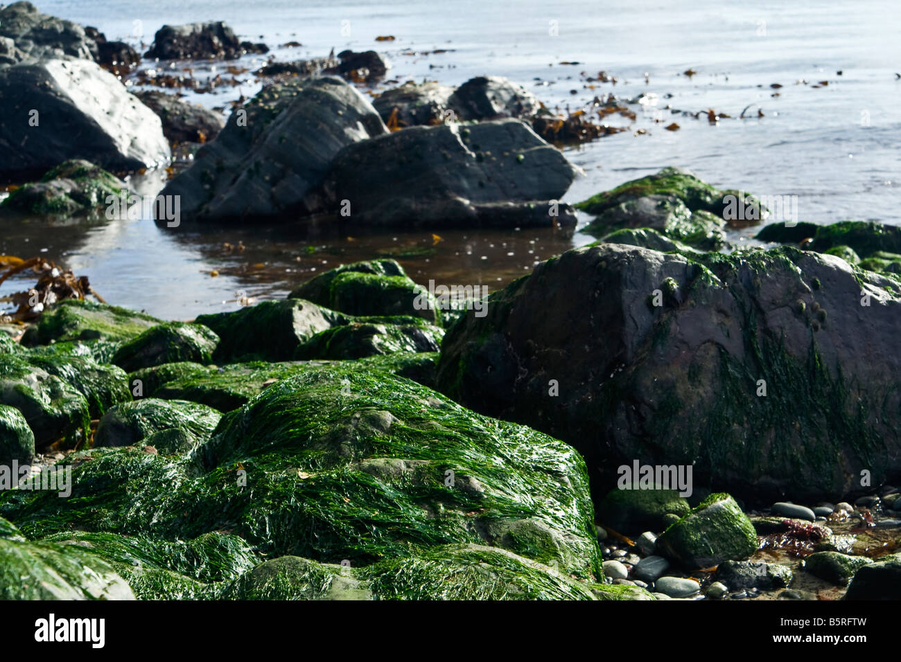 Seaweed On The Rocks High Resolution Stock Photography and Images - Alamy