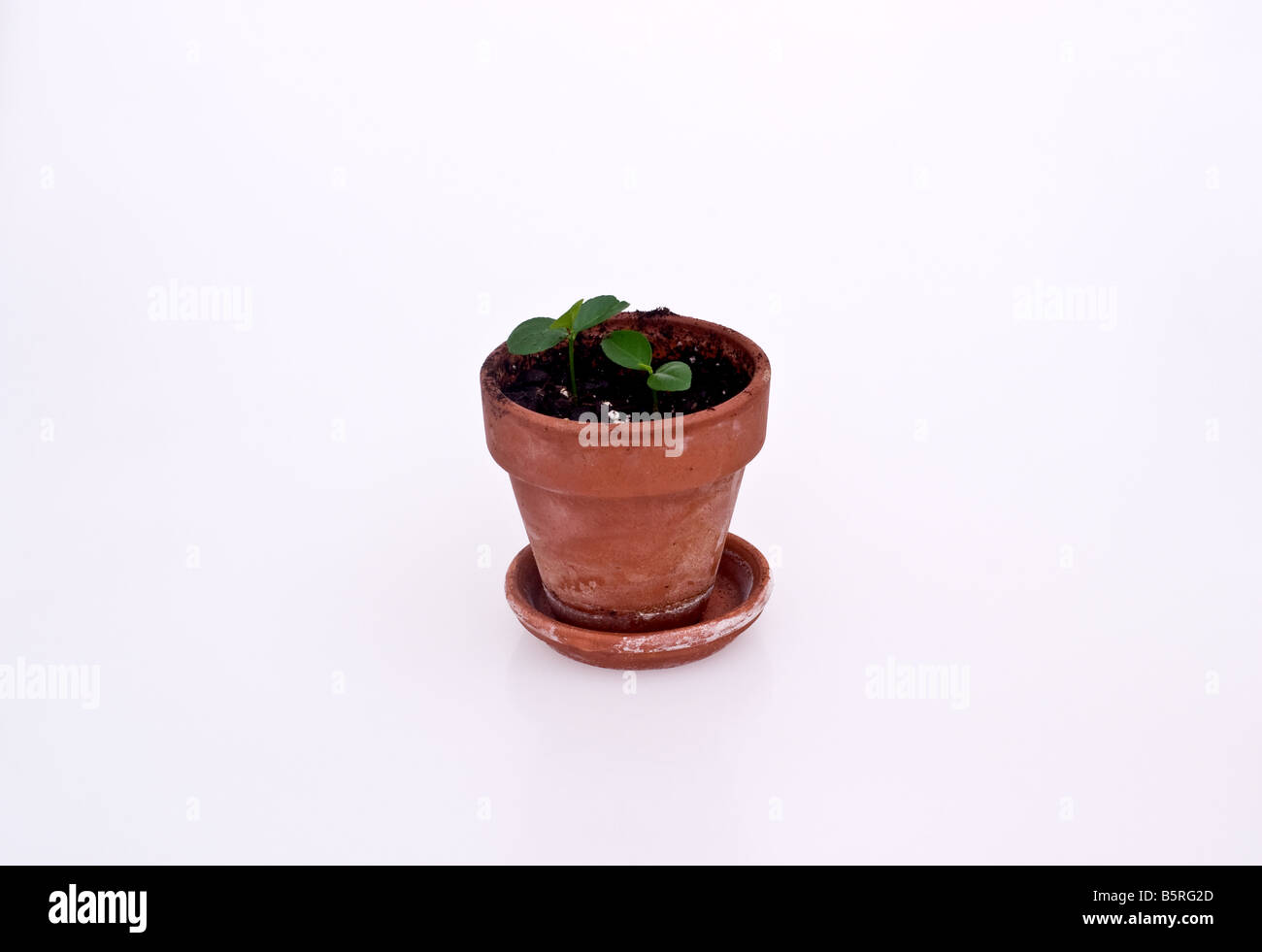 Two new growth key lime tree seedlings in an earthenware flower pot Stock Photo