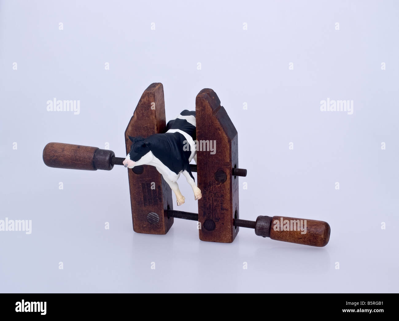Plastic black and white bull suspended in an old fashioned wooden hand screw clamp Stock Photo