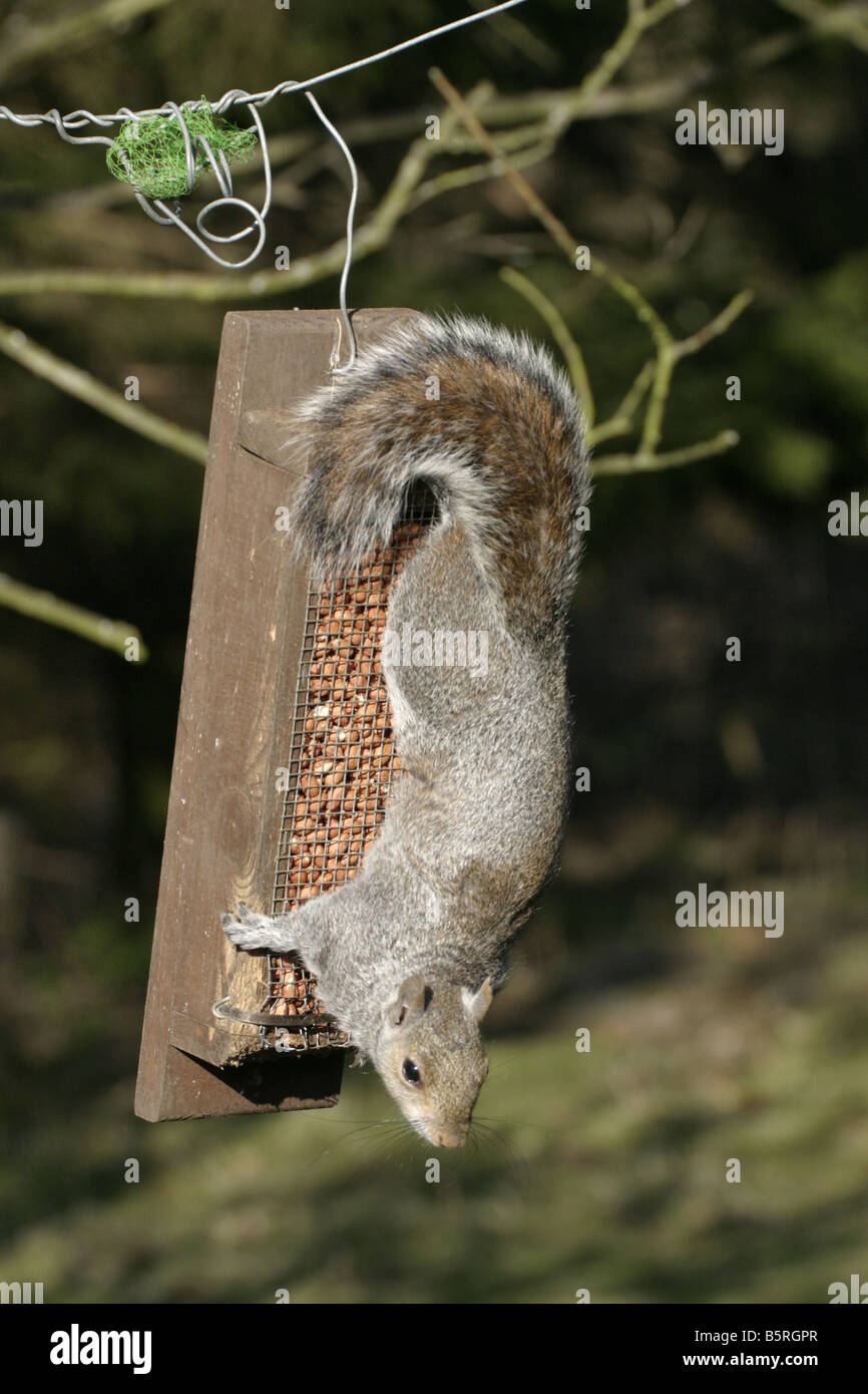 Grey Squirrel steeling peanuts from a bird feeder Stock Photo Alamy