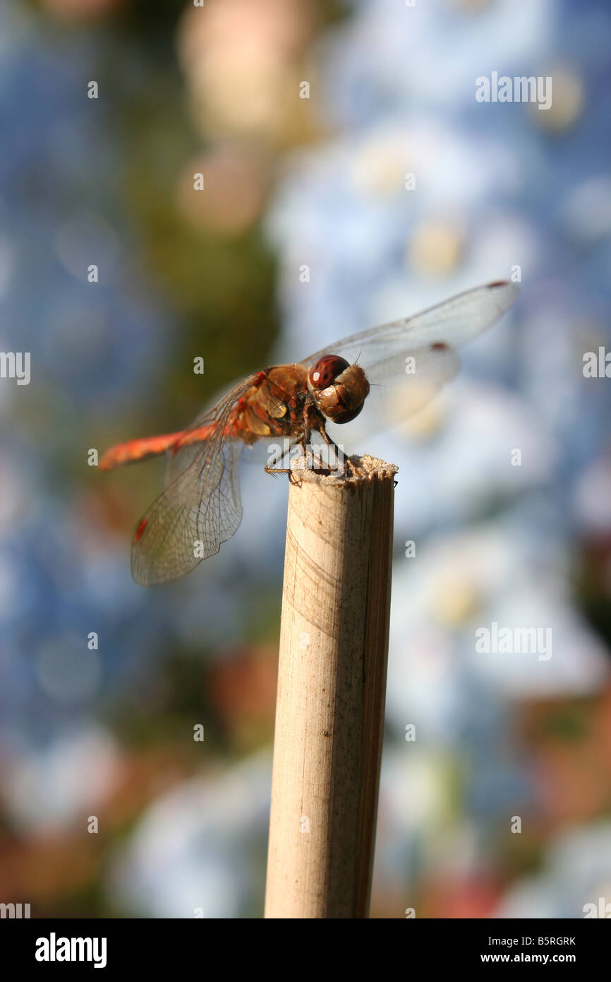 Suddenly a dragonfly came by and stared at me Stock Photo