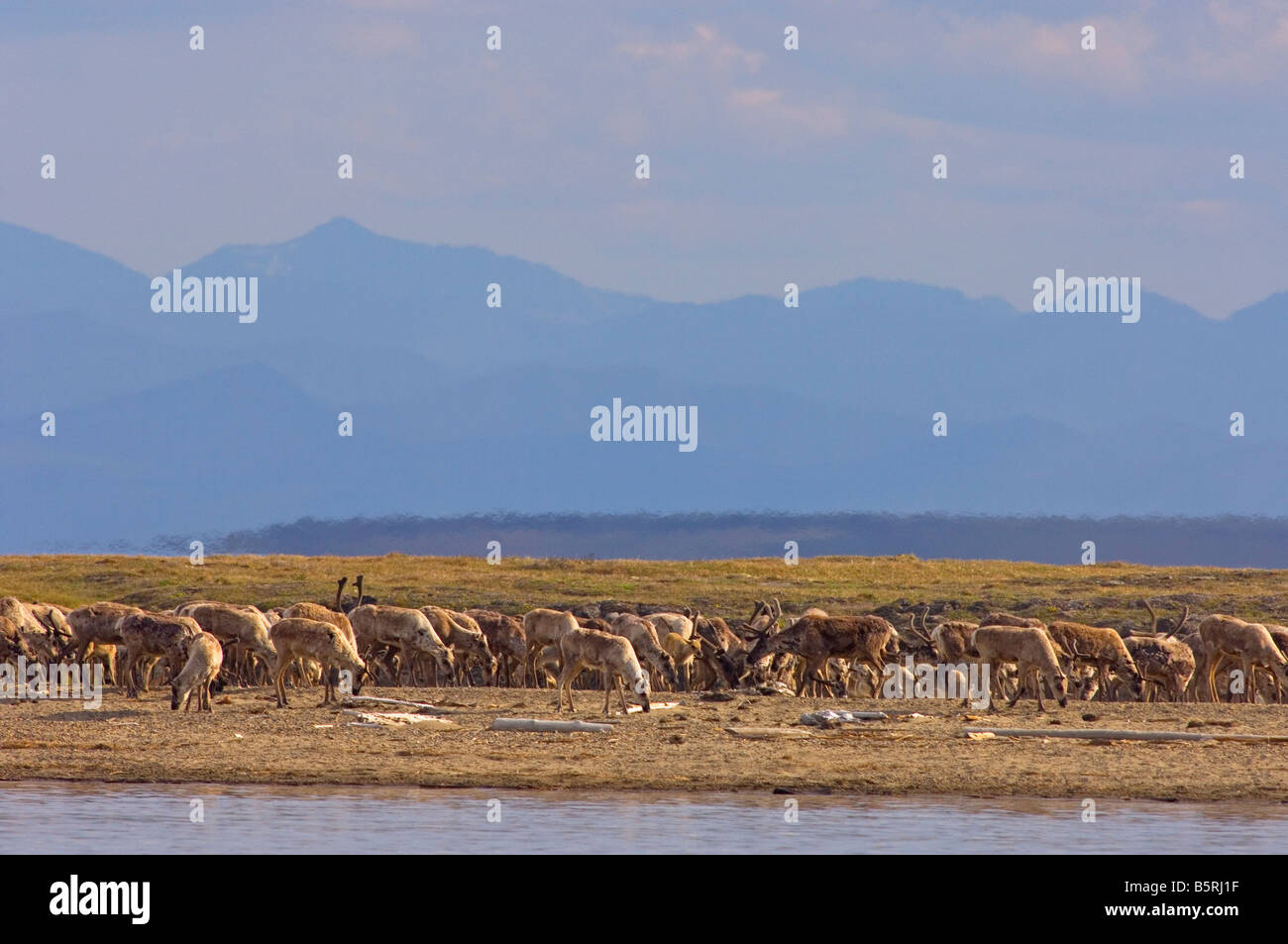 caribou Rangifer tarandus herd traveling along the Arctic coast Stock Photo