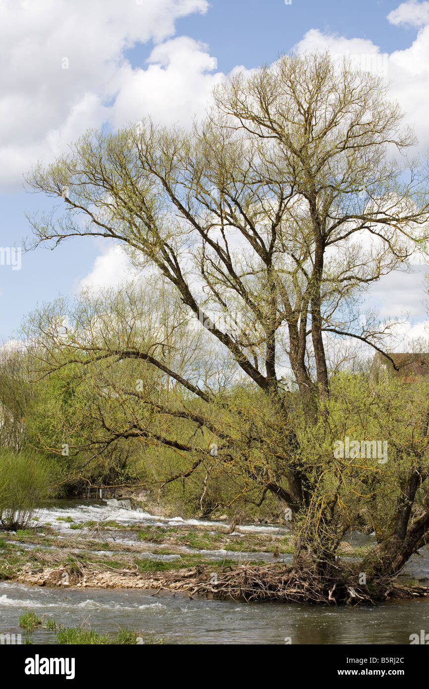 Tree on the bank of the joung danube Stock Photo